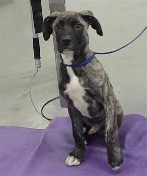 Labrador Retriever Dogs Available for Adoption in Houston, Texas - A2069664 | PetCurious