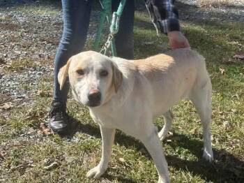 Biscuit - At shelter available 10/30 -  Labrador Retriever Dog for Adoption in Rustburg, Virginia - Biscuit - At Shelter Available 10/30 | PetCurious