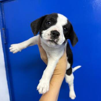 Sunny -  Beagle Dog for Adoption in Wahiawa, Hawaii - Sunny | PetCurious