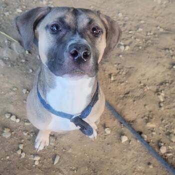 Kimmy -  Pit Bull Terrier Dog for Adoption in Philadelphia, Pennsylvania - Kimmy | PetCurious