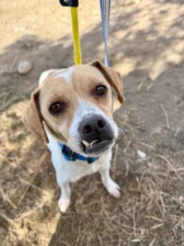 Chihuahua and Mixed Breed Dogs Available for Adoption - Gouda | PetCurious