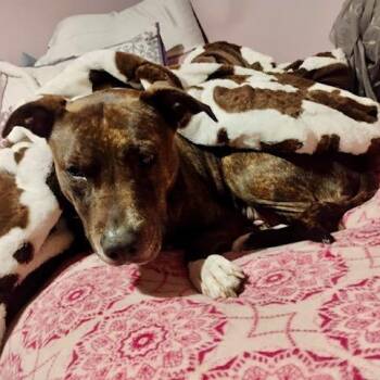 Rescue Mountain Cur Dogs for Adoption in New York, New York - Ladybug | PetCurious