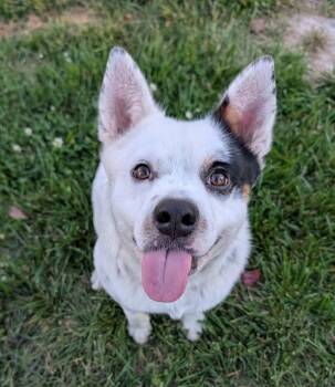 Crunchwrap -  Australian Cattle Dog Blue Heeler Dog for Adoption in Santa Rosa, California - Crunchwrap | PetCurious
