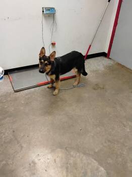 Shepherd and Mixed Breed Dogs Available for Adoption in Lockhart, Texas - Denny | PetCurious