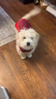 Poodle and Lhasa Apso Dogs Available for Adoption - Ralphie | PetCurious
