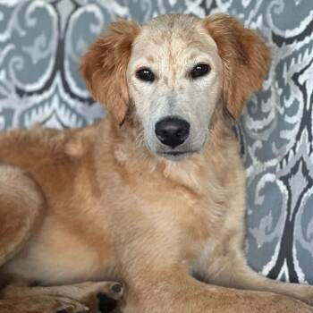 Olive -  Golden Retriever Dog for Adoption in Justin, Texas - Olive | PetCurious