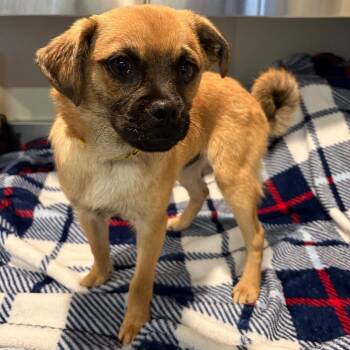 IVHS-Stray-144536 -  Pug and Chihuahua Dog for Adoption in San Gabriel, California - IVHS-Stray-144536 | PetCurious