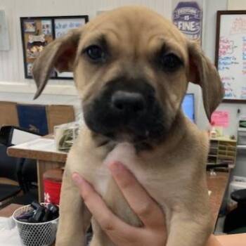 Marcal -  Shepherd and Pit Bull Terrier Dog for Adoption in Spokane, Washington - Marcal | PetCurious