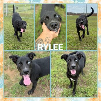 Rescue Labrador Retriever and Siberian Husky Dogs for Adoption in Fort Smith, Arkansas - Rylee | PetCurious