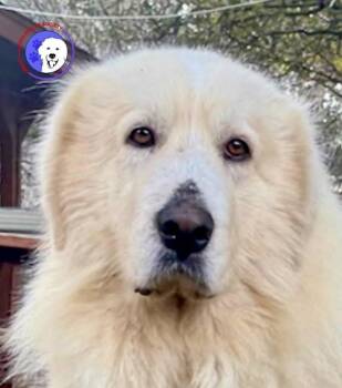 Great Pyrenees and Golden Retriever Dogs Available for Adoption - Theo | PetCurious