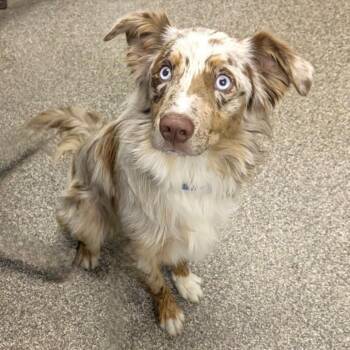 Stanley -  Australian Shepherd Dog for Adoption in Columbia, Missouri - Stanley | PetCurious