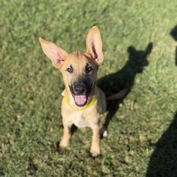 Rescue German Shepherd Dog and Mixed Breed Dogs for Adoption in Wylie, Texas - A010506 | PetCurious