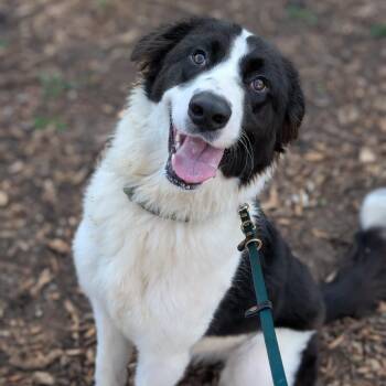 Rowan -  Border Collie Dog for Adoption in Riverwoods, Illinois - Rowan | PetCurious