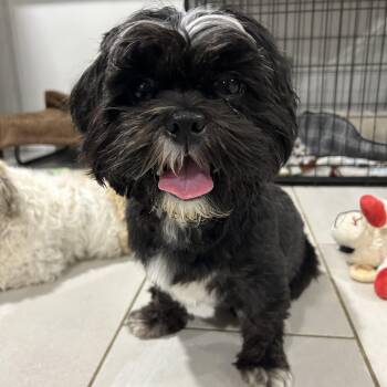 Frankie -  Shih Tzu Dog for Adoption in Closter, New Jersey - Frankie | PetCurious