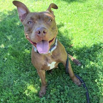 Coco -  Pit Bull Terrier Dog for Adoption in White Oak, Pennsylvania - Coco | PetCurious