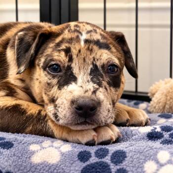 Axl -  American Bulldog and Catahoula Leopard Dog Dog for Adoption in Cartersville, Georgia - Axl | PetCurious