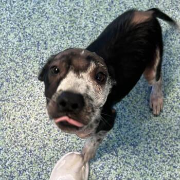Chip -  Mixed Breed Dog for Adoption - Chip | PetCurious