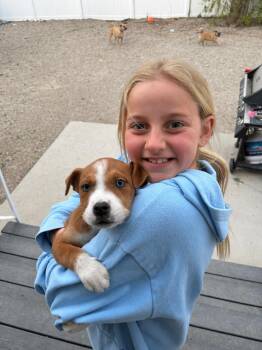 Collie and Australian Cattle Dog Blue Heeler Dogs Available for Adoption in Salt Lake City, Utah - Sir Balto | PetCurious