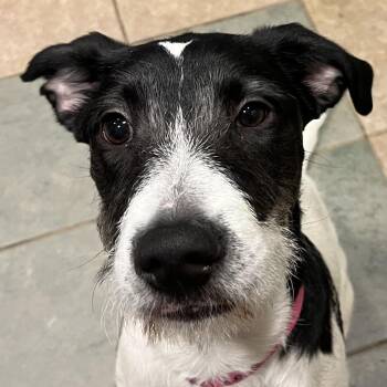 Mixed Breed Dogs Available for Adoption in Chattanooga, Tennessee - Raya | PetCurious