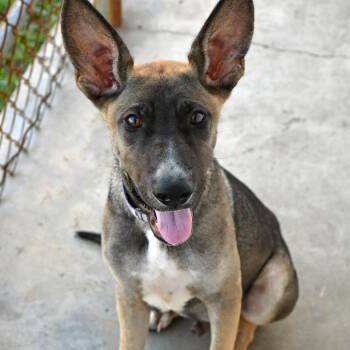 Moped -  German Shepherd Dog and Belgian Shepherd Malinois Dog for Adoption in Beaumont, Texas - Moped | PetCurious