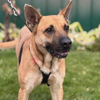 Rescue Shepherd Dogs for Adoption in Batavia, New York - Oliver | PetCurious