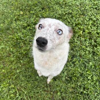 Chickpea -  Australian Cattle Dog Blue Heeler Dog for Adoption in Circleville, Ohio - Chickpea | PetCurious