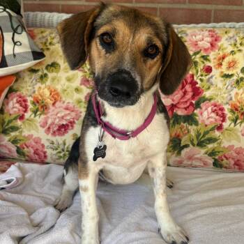 Jackie -  Beagle and Australian Shepherd Dog for Adoption in Cincinnati, Ohio - Jackie | PetCurious