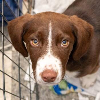 Pointer and Rottweiler Dogs Available for Adoption - Cheese | PetCurious