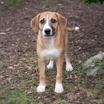 Beagle and Parson Russell Terrier Dogs Available for Adoption - Delaney | PetCurious