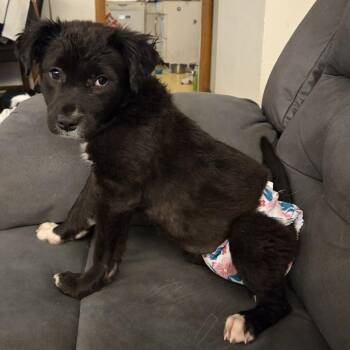 Mixed Breed Dogs Available for Adoption in Cedar Rapids, Iowa - Tesla | PetCurious