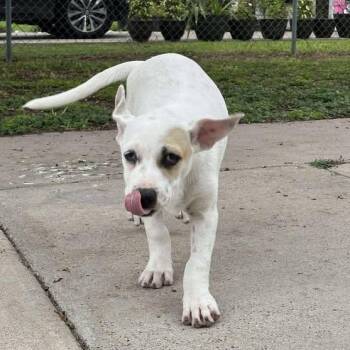 Rescue Mixed Breed Dogs for Adoption in Kempner, Texas - Jasmine | PetCurious