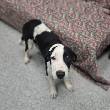 Gia -  Mixed Breed Dog for Adoption in Monticello, Iowa - Gia | PetCurious