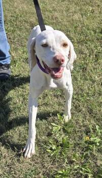Molly -  English Pointer Dog for Adoption in Larned, Kansas - Molly | PetCurious