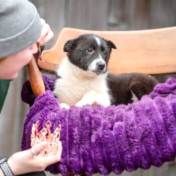 Rough Collie and Border Collie Dogs Available for Adoption - Francesca | PetCurious