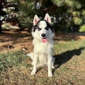 Orca -  Pomeranian and Husky Dog for Adoption in Fargo, North Dakota - Orca | PetCurious