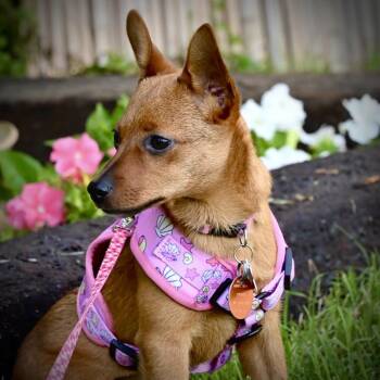 Persephone -  Chihuahua Dog for Adoption in Blanchard, Oklahoma - Persephone | PetCurious