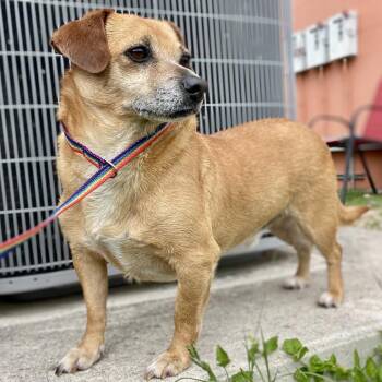 Dachshund and Pug Dogs Available for Adoption in Wimberley, Texas - Patches | PetCurious