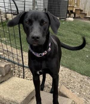 Labrador Retriever Dogs Available for Adoption in Orland Park, Illinois - Evette   | PetCurious