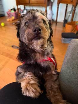 Hendrix -  Mixed Breed Dog for Adoption in Madison, Wisconsin - Hendrix | PetCurious