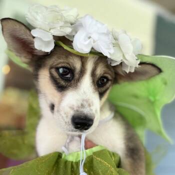 Bluie -  Siberian Husky Dog for Adoption in Greenfield, Indiana - Bluie | PetCurious