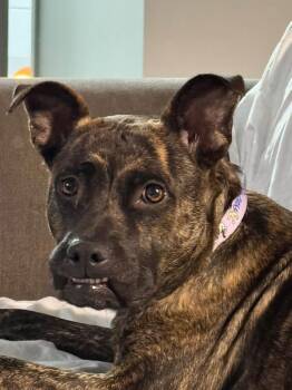Joecee -  Pit Bull Terrier Dog for Adoption in Germantown, Ohio - Joecee | PetCurious
