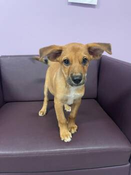 Kickstart in NH. Come Meet our Adoptable Dogs Wednesday-Saturday -  Shepherd Dog for Adoption in Manchester, New Hampshire - Kickstart In NH. Come Meet Our Adoptable Dogs Wednesday-Saturday | PetCurious