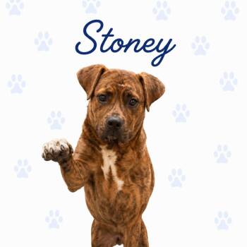 STONEY -  Mixed Breed Dog for Adoption in Memphis, Tennessee - STONEY | PetCurious