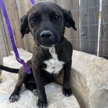 Cocker Spaniel and Terrier Dogs Available for Adoption - Nessa | PetCurious