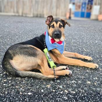 Dance Break -  German Shepherd Dog Dog for Adoption in New York, New York - Dance Break | PetCurious