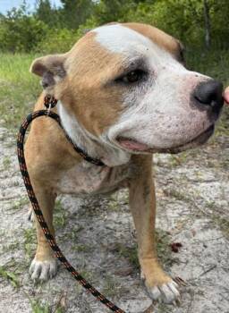 Hollywood -  American Bulldog and Mixed Breed Dog for Adoption in Gainesville, Florida - Hollywood | PetCurious