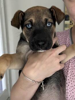 Shepherd Dogs Available for Adoption - Raquel | PetCurious