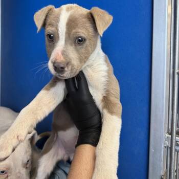 Mixed Breed Dogs Available for Adoption - 103411 | PetCurious