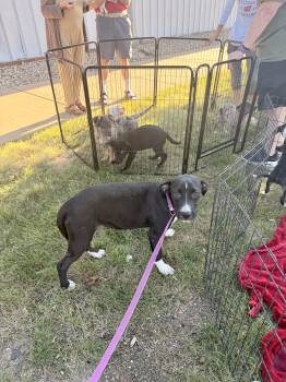 Bella -  Great Dane Dog for Adoption in Madison, Wisconsin - Bella | PetCurious