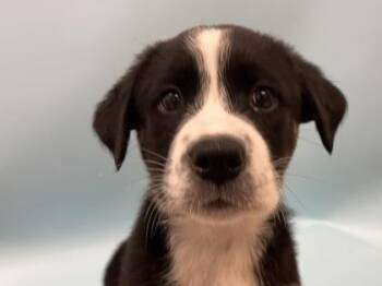 Finch -  German Shepherd Dog and Mixed Breed Dog for Adoption in Woodbury, Minnesota - Finch | PetCurious